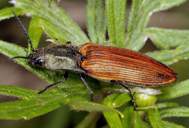 Elateridae: femmina di Ctenicera virens